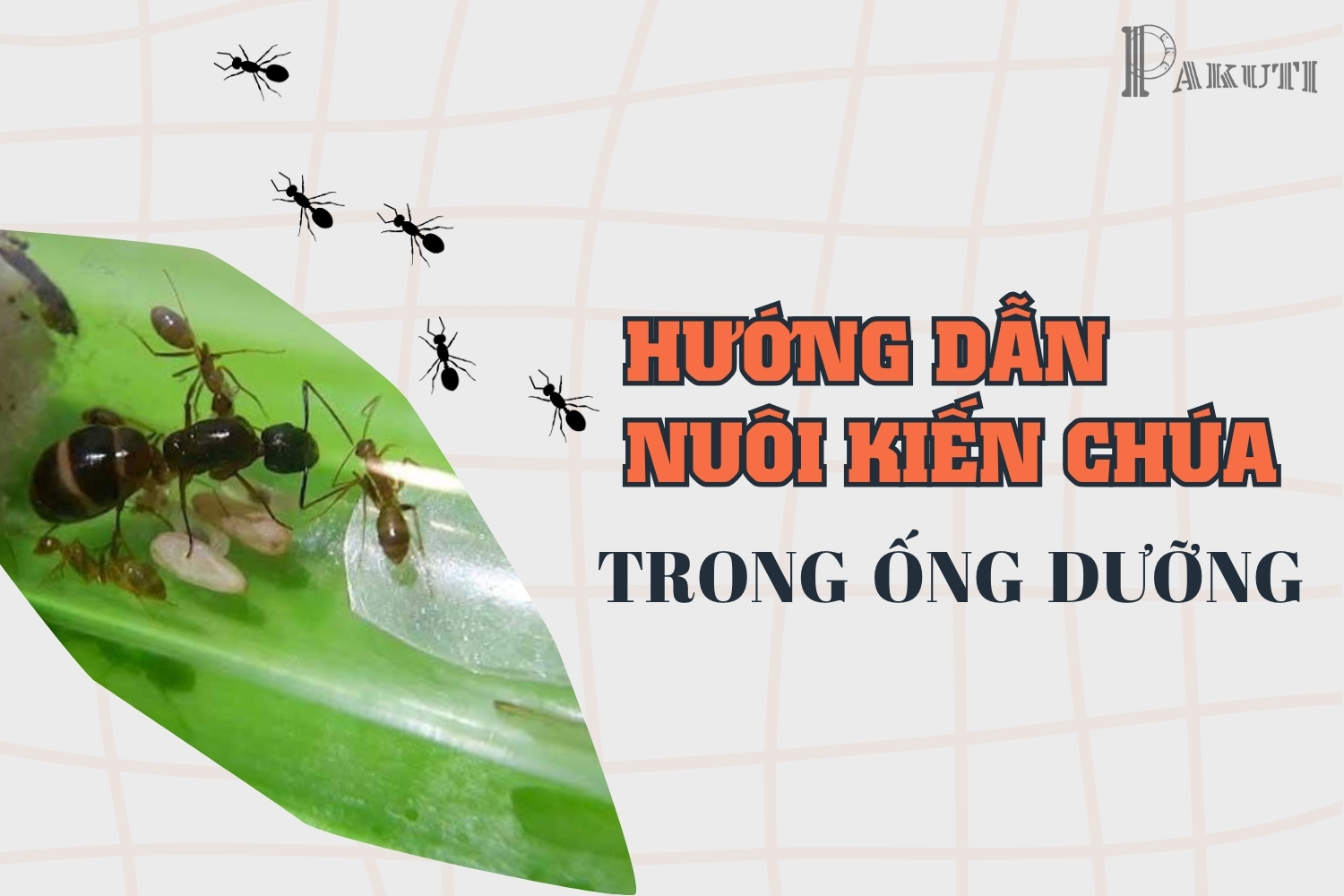 Hướng dẫn nuôi kiến chúa trong ống dưỡng