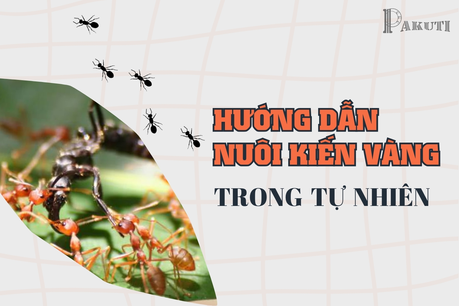 Hướng dẫn nuôi kiến vàng ở trong môi trường tự nhiên