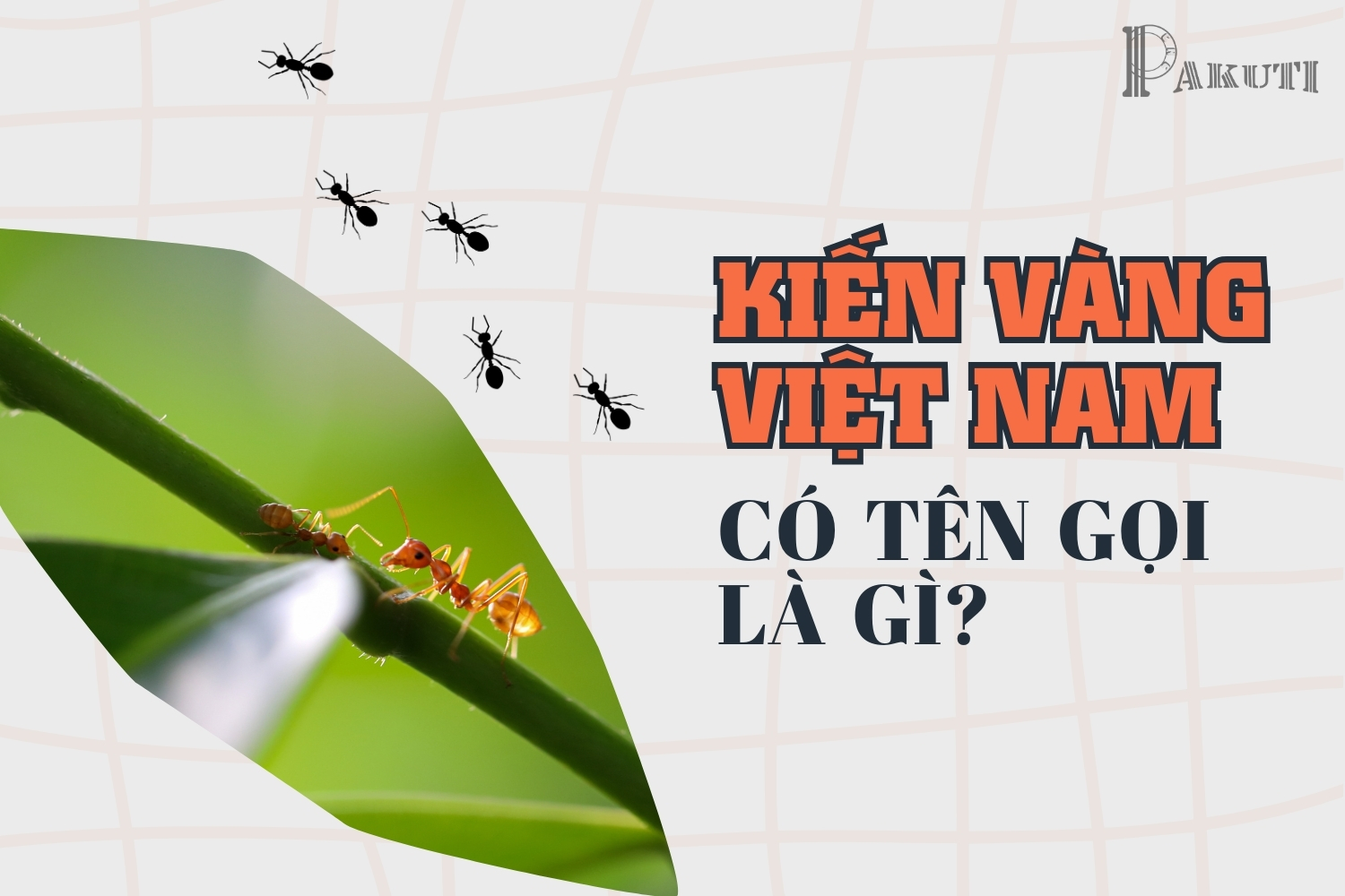 Kiến vàng ở Việt Nam có tên gọi là gì?