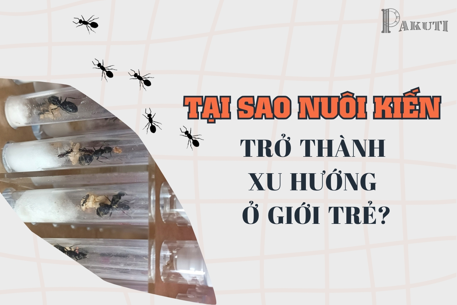 Tại sao nuôi kiến trở thành xu hướng ở giới trẻ?