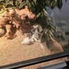 Mô hình xương con rồng 3D thủy sinh, tank kiến - Hình ảnh 5
