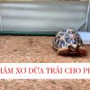 Thảm xơ dừa trải nền, lót chuồng dày 1cm - Hình ảnh 3