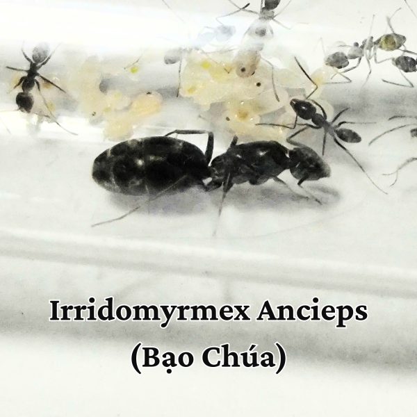 Kiến Irridomyrmex Ancieps (Bạo Chúa)