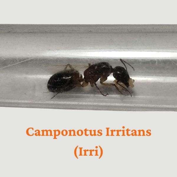 Kiến Camponotus Irritans (Irri)