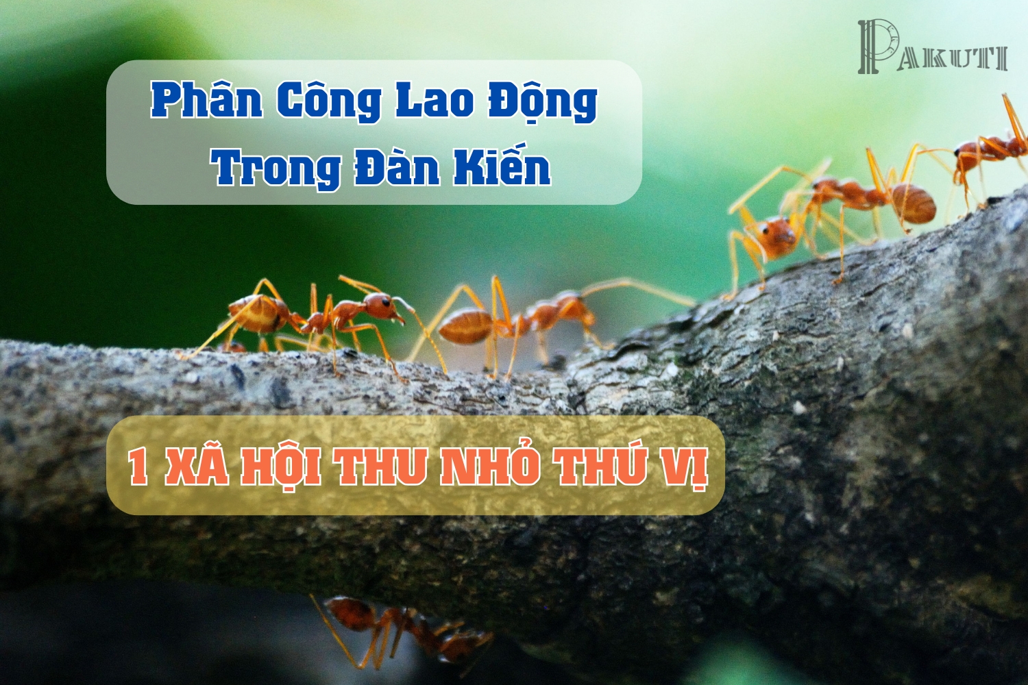Phân công lao động trong đàn kiến: một xã hội thu nhỏ thú vị