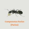 Kiến Camponotus Parius (Parius)