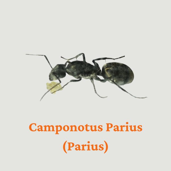 Kiến Camponotus Parius (Parius)