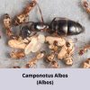 Kiến Camponotus Albos (Albos)