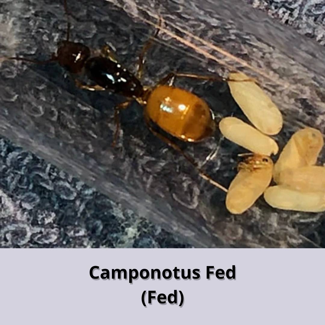 Kiến Camponotus Fed (Fed)