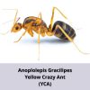 Kiến Anoplolepis Gracilipes (Yellow Crazy Ant - YCA)